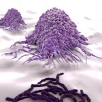 immunoterapia Niewyczerpane źródło komórek do walki z rakiem. To może zmienić medycynę