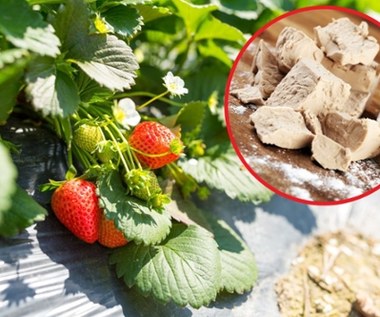 Niezbędnik piekarski jako odżywczy nawóz. Stosuj regularnie i zbieraj kosze pełne dorodnych truskawek.