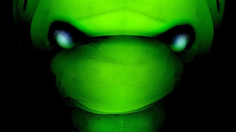 Nieziemsko wyglądający zmrocznik oleandrowiec /Solent News /East News