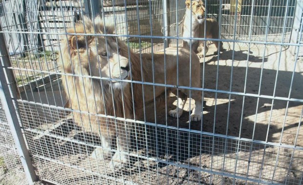 Niezły cyrk. Trzymał w klatkach dwa lwy i tygrysa