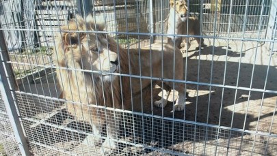 Niezły cyrk. Trzymał w klatkach dwa lwy i tygrysa