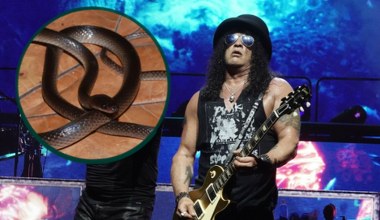 Nieznany dotąd wąż będzie już na zawsze kojarzyć się z Guns N' Roses 