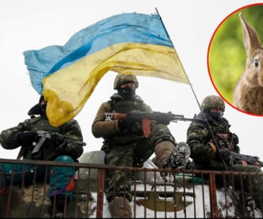 Niezwykła broń Ukraińców. Zabijają Rosjan dzięki… królikom
