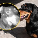 Niezwykła historia Valerie: Jamniczka odnaleziona po 529 dniach 