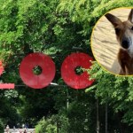 Niezwykła historia z warszawskiego zoo. Kangurzyca Stefcia wygrała walkę o życie