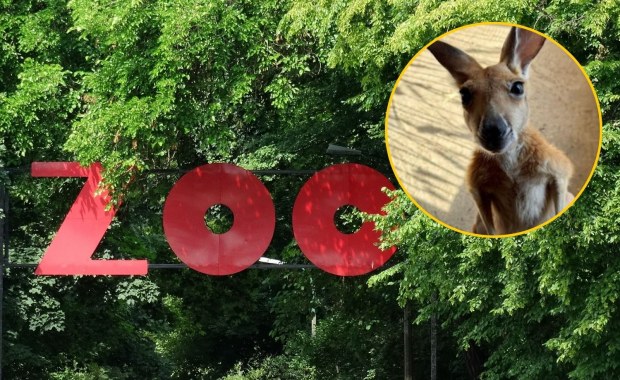 Niezwykła historia z warszawskiego zoo. Kangurzyca Stefcia wygrała walkę o życie