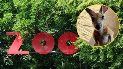 Niezwykła historia z warszawskiego zoo. Kangurzyca Stefcia wygrała walkę o życie