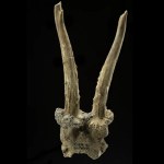 Niezwykła maska z czaszki kozła. Wyjątkowe odkrycie w niemieckiej wiosce