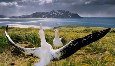 Niezwykła podróż albatrosa. Wyprawa wprawiła w osłupienie ornitologów 