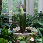 Niezwykła roślina w Warszawie. Jej kwitnienie będzie transmitowane online