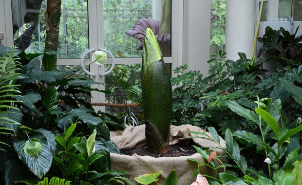 Niezwykła roślina w Warszawie. Jej kwitnienie będzie transmitowane online