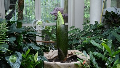 Niezwykła roślina w Warszawie. Jej kwitnienie będzie transmitowane online