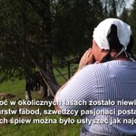 Niezwykła szwedzka tradycja. Specjalny śpiew… dla pasterzy bydła