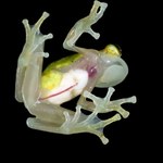 Niezwykła żaba szklana dostrzeżona po raz pierwszy od 18 lat
