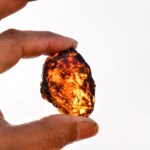 Niezwykłe, co znaleźli we wnętrzu bursztynu. Jak w "Parku Jurajskim"