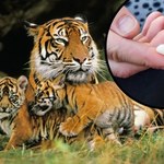 Niezwykłe działanie maści tygrysiej. Na co pomoże i jak ją stosować? 