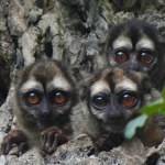 Niezwykłe małpy w polskim zoo. To ponocnice, które nie lubią dnia