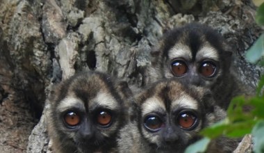 Niezwykłe małpy w polskim zoo. To ponocnice, które nie lubią dnia