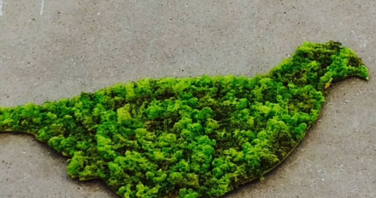 Niezwykłe murale z mchu rozkwitły na kamienicach