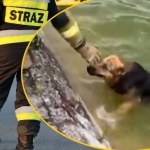 Niezwykłe nagranie ze Szczecina! Pies skacze na ratunek tonącemu czworonogowi