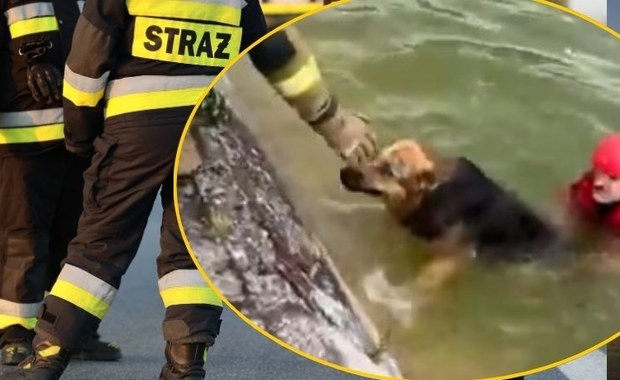 Niezwykłe nagranie ze Szczecina! Pies skacze na ratunek tonącemu czworonogowi