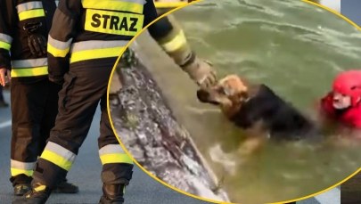 Niezwykłe nagranie ze Szczecina! Pies skacze na ratunek tonącemu czworonogowi