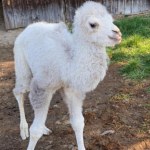 Niezwykłe narodziny w Opolu. Ledwo stał na nogach, odtrąciła go matka