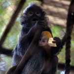 Niezwykłe narodziny w polskim zoo. Pojawiły się maleństwa w kolorze złota