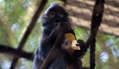 Niezwykłe narodziny w polskim zoo. Pojawiły się maleństwa w kolorze złota