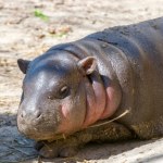 Niezwykłe narodziny w polskim zoo. Sama słodycz i sukces hodowlany