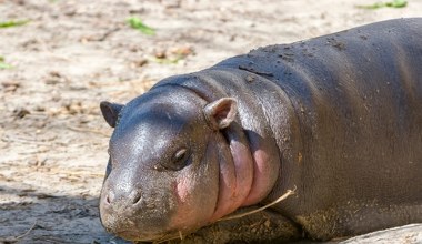Niezwykłe narodziny w polskim zoo. Sama słodycz i sukces hodowlany