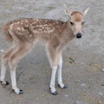 Niezwykłe narodziny w polskim zoo. To zwierzę wymarło w naturze