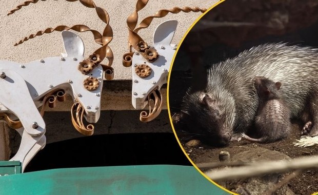 Niezwykłe narodziny w poznańskim zoo. Można wybrać imię dla malucha