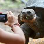 Niezwykłe narodziny w zoo! Stuletnie żółwie zaskoczyły wszystkich