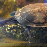 Niezwykłe narodziny w zoo. Ten gatunek występuje tylko w Indonezji 
