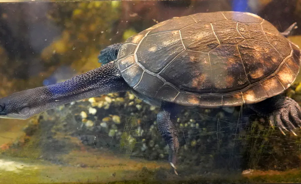 Niezwykłe narodziny w zoo. Ten gatunek występuje tylko w Indonezji 