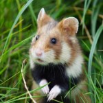 Niezwykłe narodziny we wrocławskim zoo. Chomiki, które mogą uratować swój gatunek