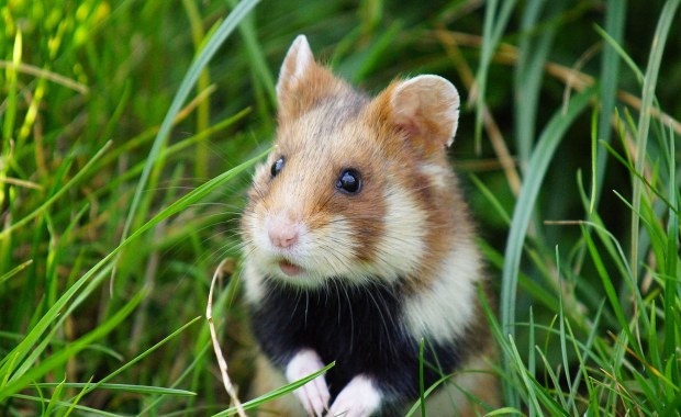 Niezwykłe narodziny we wrocławskim zoo. Chomiki, które mogą uratować swój gatunek