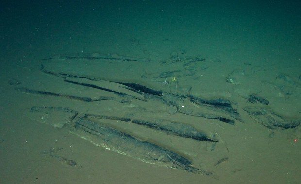 Niezwykłe odkrycie na dnie oceanu. Znaleźli gigantyczne cmentarzysko wielorybów