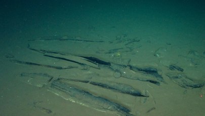 Niezwykłe odkrycie na dnie oceanu. Znaleźli gigantyczne cmentarzysko wielorybów
