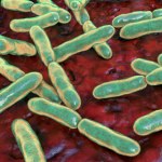 Niezwykłe odkrycie naukowców. Bakterie jelitowe mogą poprawić płodność