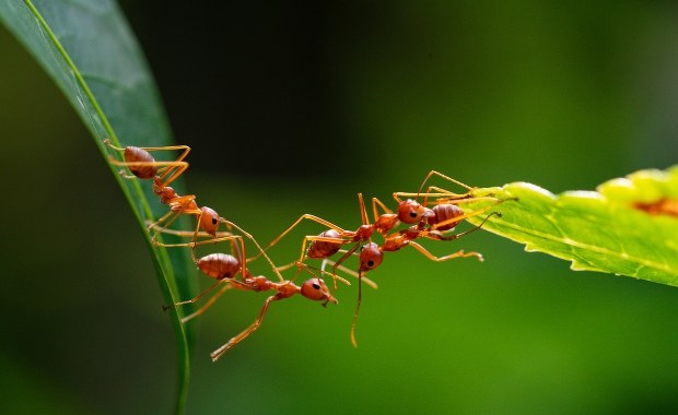 Niezwykłe odkrycie polskich naukowców: Mrówki-ratowniczki
