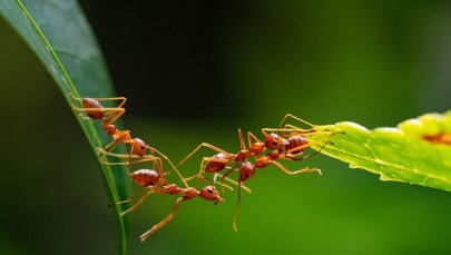 Niezwykłe odkrycie polskich naukowców: Mrówki-ratowniczki