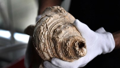 Niezwykłe odkrycie sprzed 6 tys. lat. Nie zgadniesz, do czego służyły