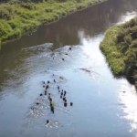 Niezwykłe odkrycie. To fragmenty mostu, po którym miały przejść oddziały Kościuszki