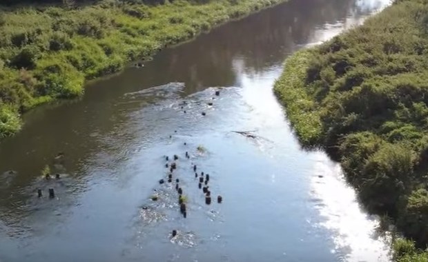 Niezwykłe odkrycie. To fragmenty mostu, po którym miały przejść oddziały Kościuszki