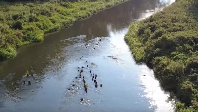 Niezwykłe odkrycie. To fragmenty mostu, po którym miały przejść oddziały Kościuszki