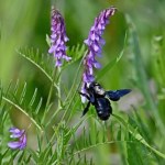 Niezwykłe odkrycie w Roztoczańskim Parku Narodowym. Czarna pszczoła powraca do Polski