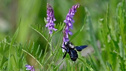 Niezwykłe odkrycie w Roztoczańskim Parku Narodowym. Czarna pszczoła powraca do Polski