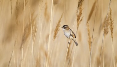 Niezwykle płochliwy ptak pojawił się w Polsce. Prawie uciekł z kadru